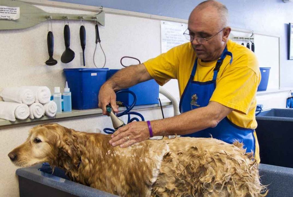 walsall dog grooming